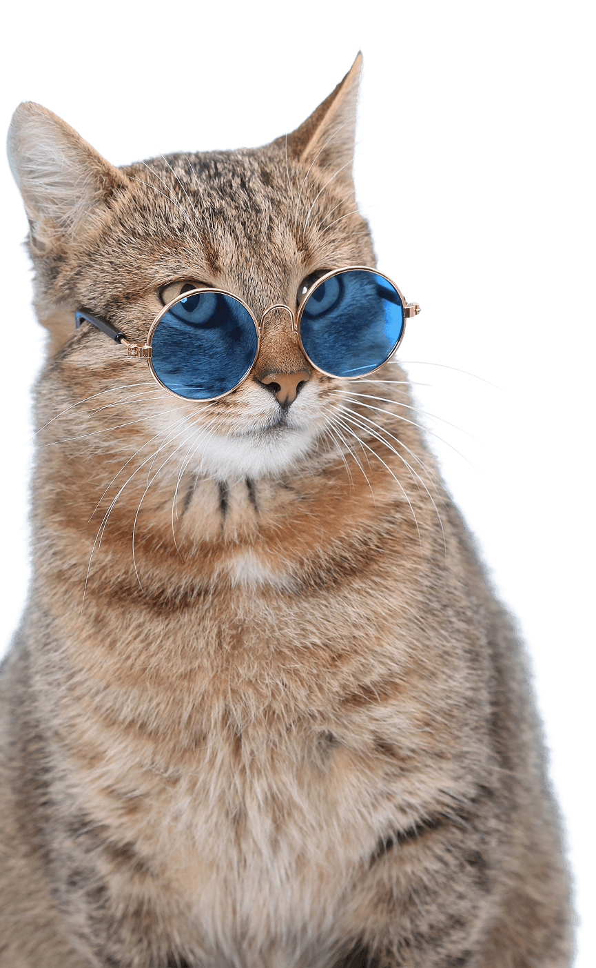 Cat With Sunglasses