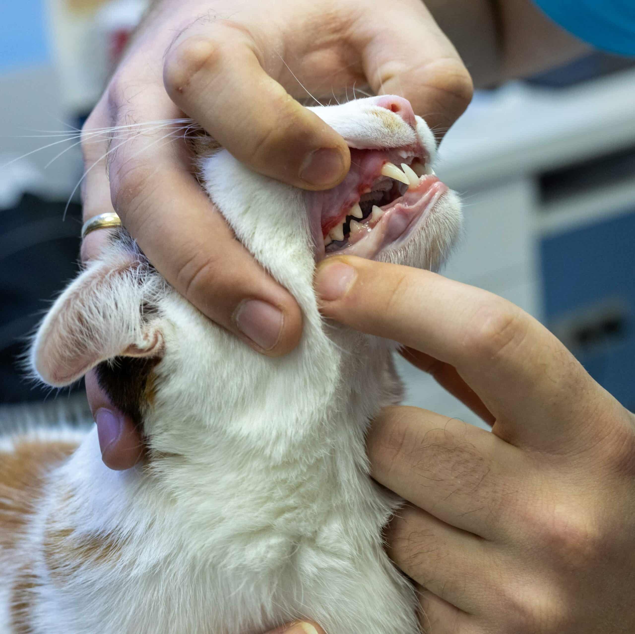 Pet Dental Care