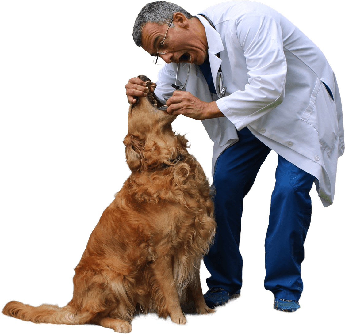 The Doctor and the brown dog