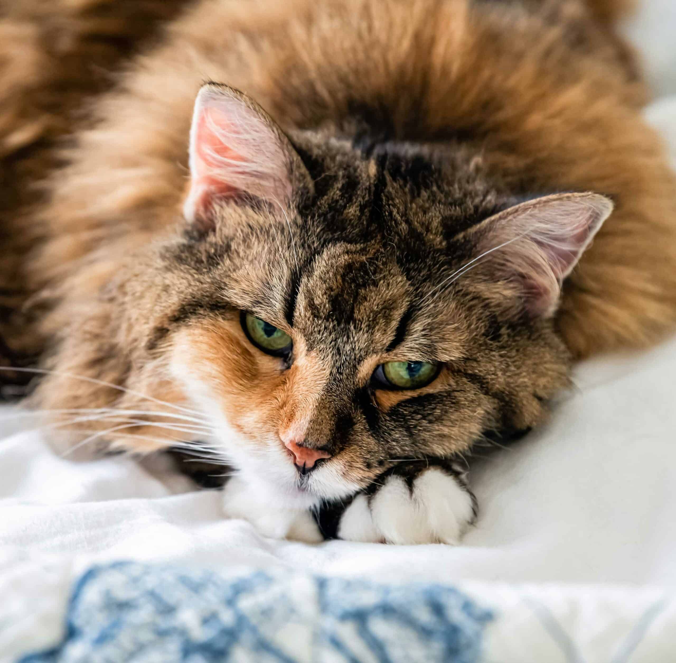 Managing Chronic Conditions with Compassion