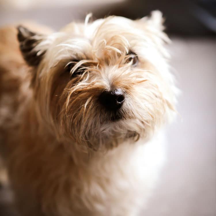 Senior Pet and End-of-Life Care