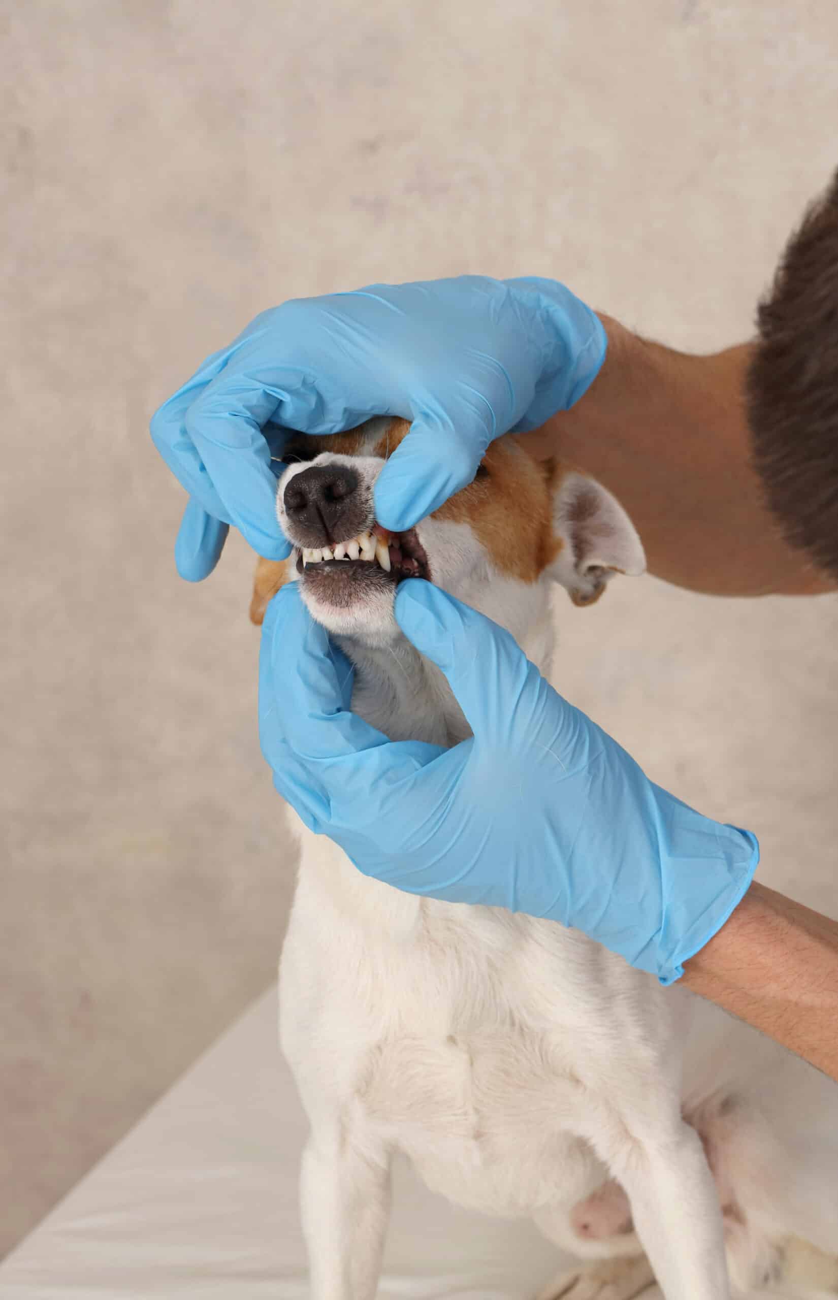 What to Expect During a Mobile Dental Visit